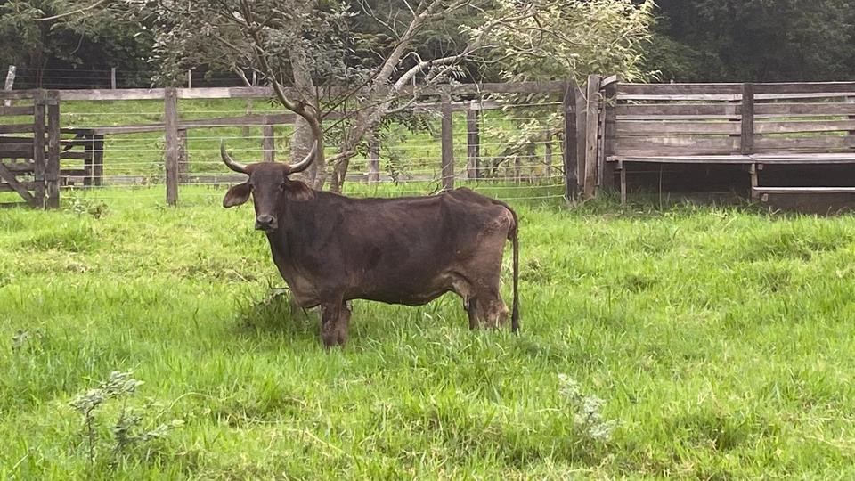 Einfamilienhaus Gießen Anneröder Siedlung - 70.000&euro; | Angebot:21249000