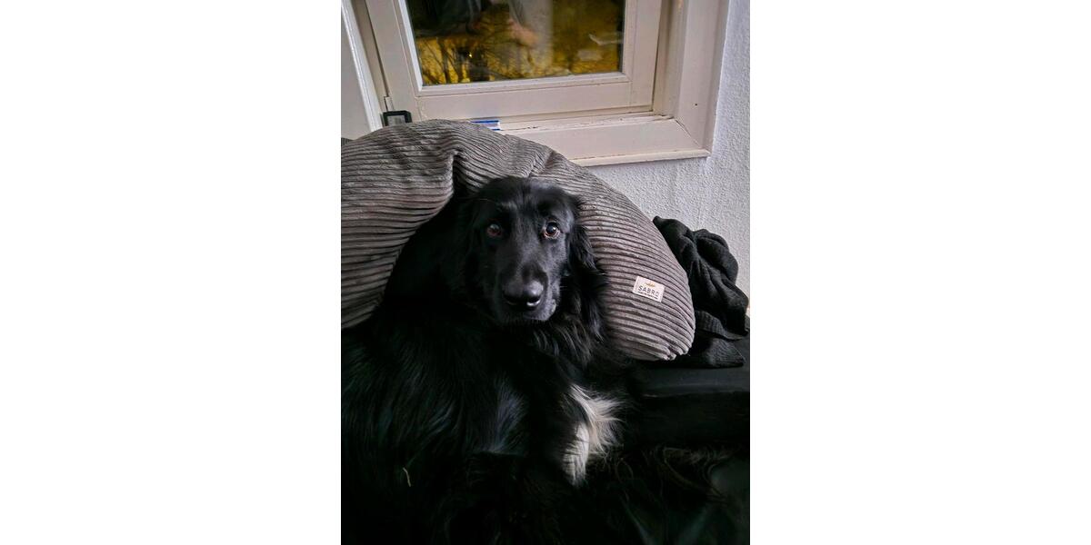 Einfamilienhaus Solms - 1.000&euro; | Angebot:25408299