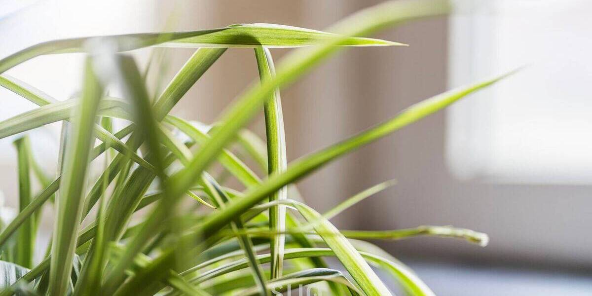 Etagenwohnung Bad Nauheim - 2 Zimmer, 58 m&sup2;, 158.000&euro; | Angebot:26037124