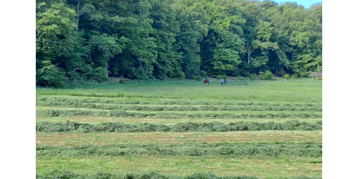 Bauernhaus, Landhaus Waldsolms - 9 Zimmer, 280 m&sup2;, 950.000&euro; | Angebot:25332828